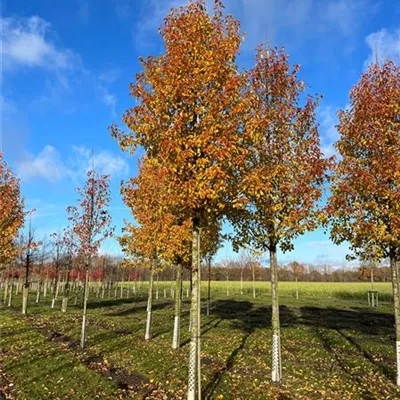 Sol Baum 4xv mDb 150-200 x 400-500 30- 35 - Stadtbirne 'Chanticleer' - Pyrus calleryana 'Chanticleer' - Collection