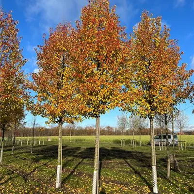 Sol Baum 4xv mDb 150-200 x 400-500 30- 35 - Stadtbirne 'Chanticleer' - Pyrus calleryana 'Chanticleer' - Collection