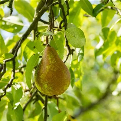 ha 3xv mDb 10- 12 - Birne 'Bosc's Flaschenbirne' mittel - Pyrus com.'Bosc's Flaschenbirne' CAC - Collection