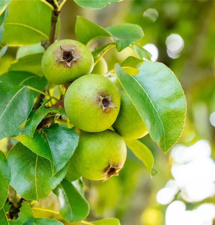 Wildbirne 'Beach Hill' - Pyrus communis 'Beech Hill' - Collection