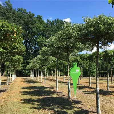 Dach Sol Baum 5xv mDb 25- 30 - Pyrus elaeagrifolia 'Silver Sail' - Collection