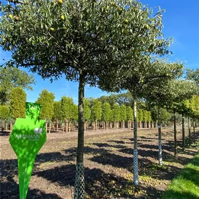 Dach Sol Baum 5xv mDb 30- 35 - Pyrus elaeagrifolia 'Silver Sail' - Collection