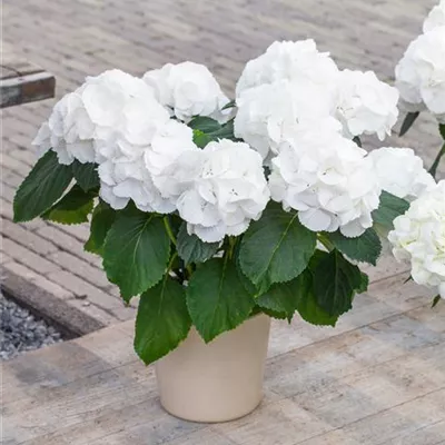 Topfgrösse 4 Liter - Hortensie - Hydrangea macrophylla 'Schneeball'