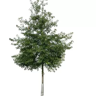 Sol Baum 7xv mDb 300-400 x 700-900 35- 40 - Scharlach-Eiche - Quercus coccinea - Collection