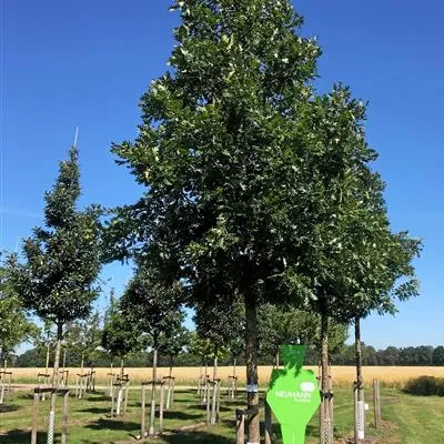 Sol Baum 5xv mDb 200-300 x 500-700 40- 45 - Ungarische Eiche - Quercus frainetto - Collection