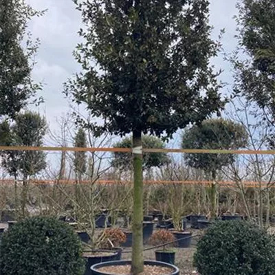 Sol Baum 5xv mDb 150-200 x 400-500 35- 40 - Stein-Eiche - Quercus ilex - Collection