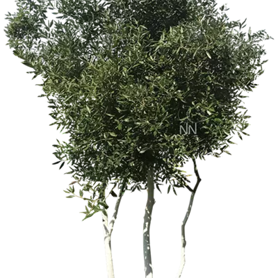 Schirm 5xv mDb 150-200 x 250- 300 - Stein-Eiche - Quercus ilex - Collection