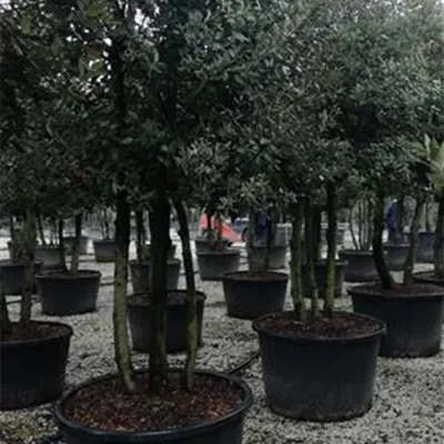 Schirm C/ 100-150 x 200- 250 - Stein-Eiche - Quercus ilex - Collection