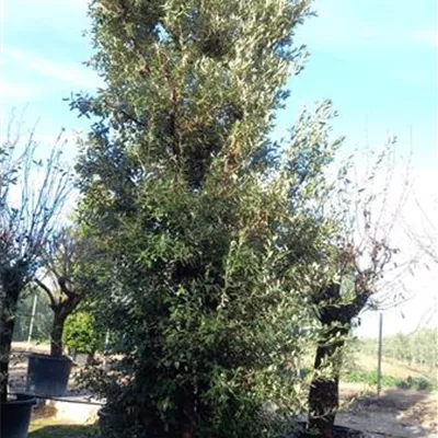 C/ 550-600 - Stein-Eiche - Quercus ilex - Collection