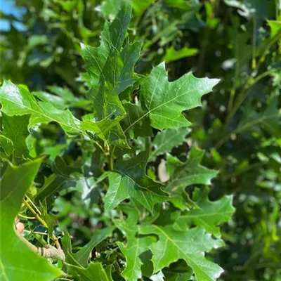 Sol 4xv mDb 400- 500 - Sumpf-Eiche 'Green Pillar' -R- - Quercus palustris 'Green Pillar' -R- - Collection