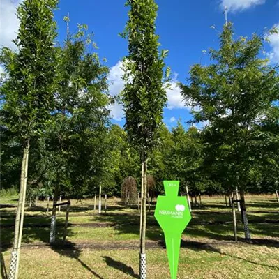 H 4xv mDb 18- 20 - Sumpf-Eiche 'Green Pillar' -R- - Quercus palustris 'Green Pillar' -R- - Collection