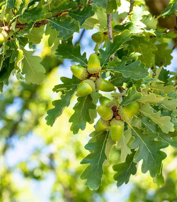 Quercus petraea - Collection