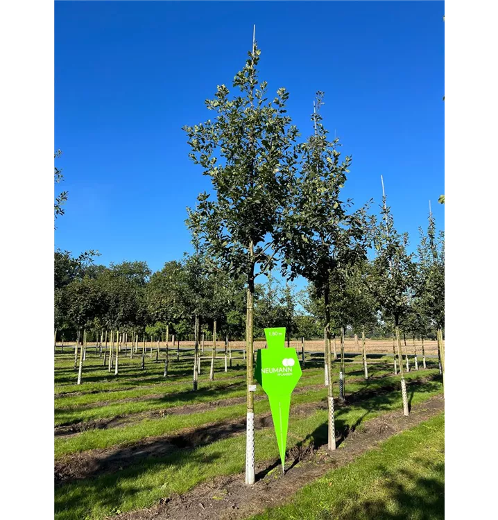 Trauben-Eiche - Quercus petraea - Collection