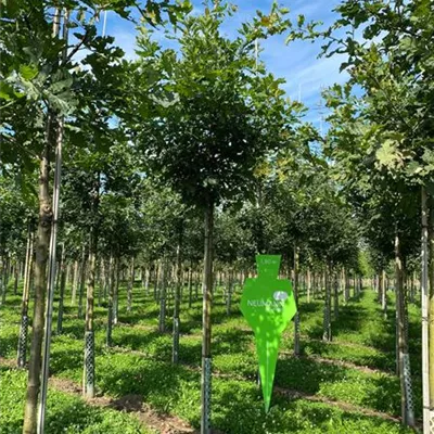 H 3xv mDb 18- 20 - Stieleiche - Quercus robur - Collection