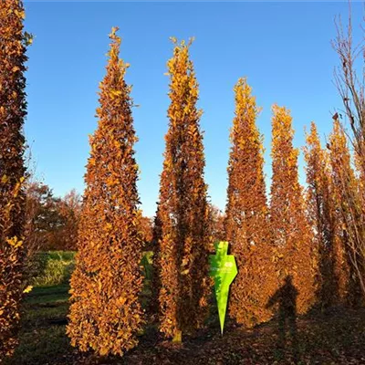 Sol 5xv mDb 60-100 x 500- 600 - Säuleneiche - Quercus robur 'Fastigiata Koster' - Collection