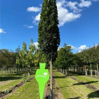 Sol Baum 5xv mDb 25- 30 - Säuleneiche - Quercus robur 'Fastigiata Koster' - Collection