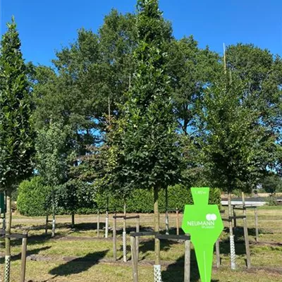 H 5xv mDb 20- 25 - Säuleneiche - Quercus robur 'Fastigiata Koster' - Collection