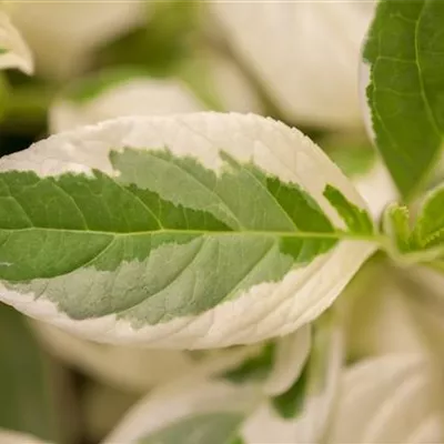 Topfgrösse 4 Liter - Hortensie - Hydrangea macrophylla 'Tricolor'