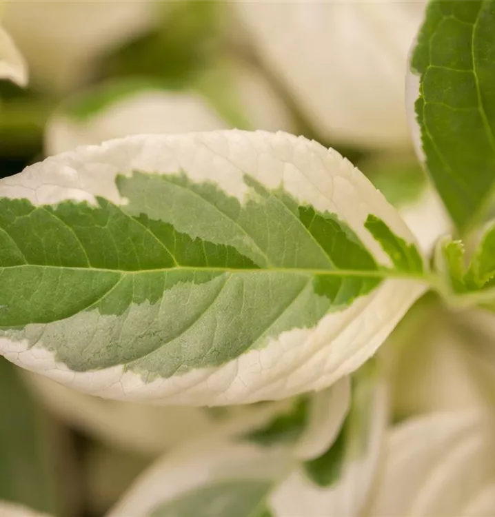 Hortensie - Hydrangea macrophylla 'Tricolor'