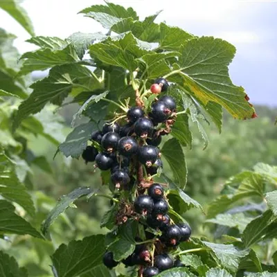 C 3 Tr. 3- - Johannisbeere 'Ben Alder' -S- - Ribes nigrum 'Ben Alder' -S- CAC - Collection