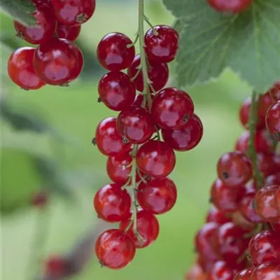 C 3 40- 60 - Rote Johannisbeere - Ribes rubrum - Collection