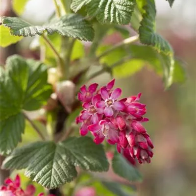 C 3 60- 100 - Zierjohannisbeere 'Pulborough Scarlet' - Ribes sanguineum 'Pulborough Scarlet' - Collection