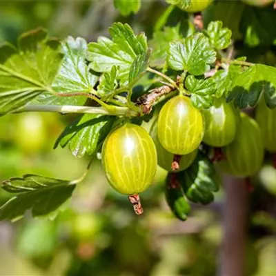 C 3 Tr. 3- - Stachelbeere, grün - Ribes uva-crispa, grün - Collection