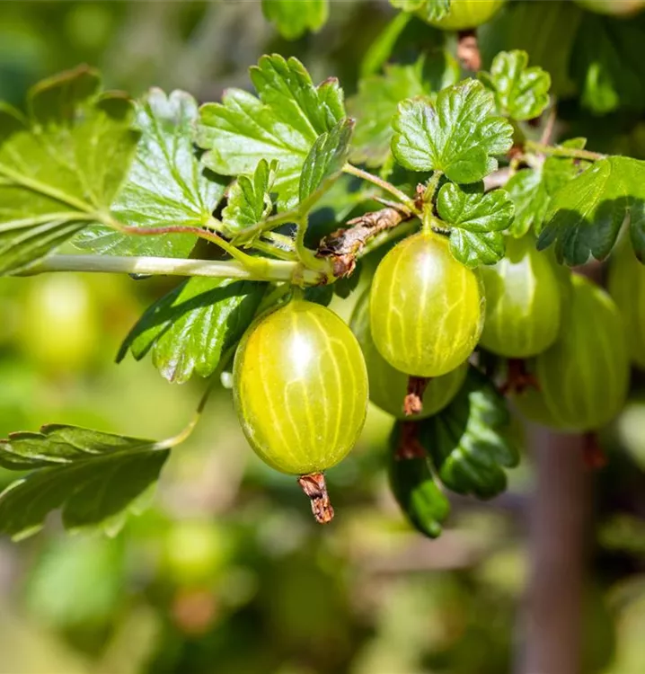 Stachelbeere, grün - Ribes uva-crispa, grün - Collection