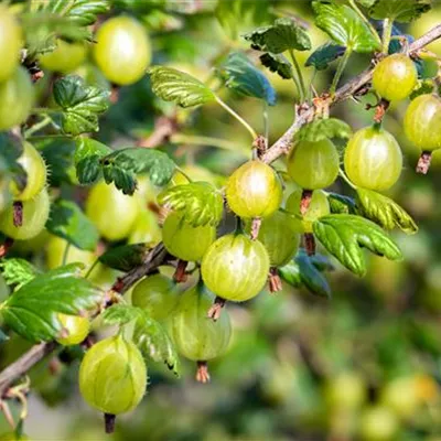 C 3 Tr. 3- - Stachelbeere 'Tatjana' - Ribes uva-crispa 'Tatjana' CAC - Collection