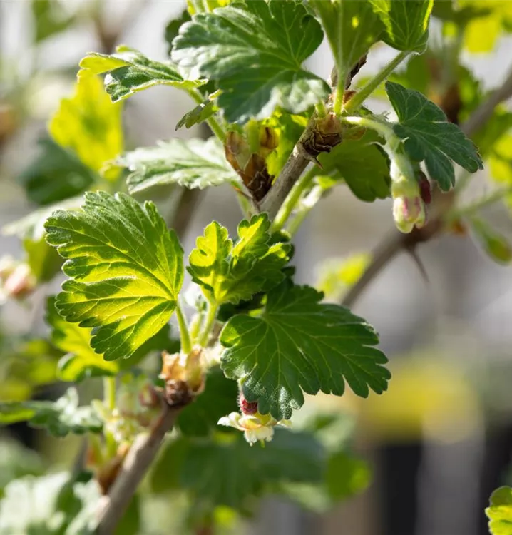 Stachelbeere 'Redeva' -S- - Ribes uva-crispa 'Redeva' -S- CAC - Collection