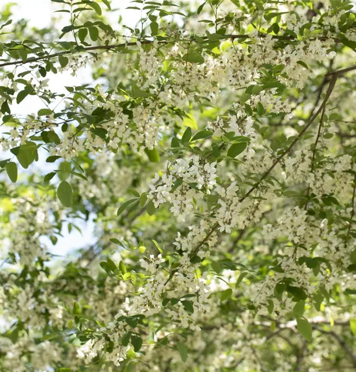 Strassenakazie 'Unifoliola' - Robinia pseudoac.'Unifoliola' - Collection