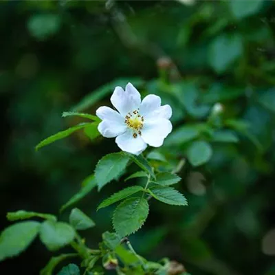 C 3 40- 60 - Vielblütige Rose - Rosa multiflora - Collection