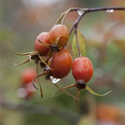 C 3 40- 60 - Bereifte Rose - Rosa glauca - Collection