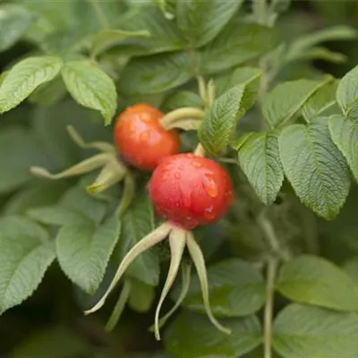 C 3 30- 40 - Apfelrose - Rosa rugosa - Collection