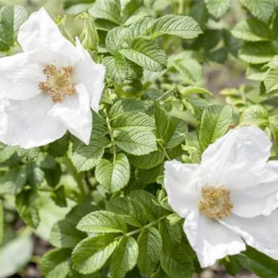 C 3 30- 40 - Weisse Apfelrose - Rosa rugosa alba - Collection