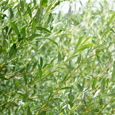 C 3 40- 60 - Reifweide - Salix daphnoides - Collection