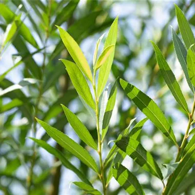 H C 50 12- 14 - Knackweide - Salix fragilis - Collection