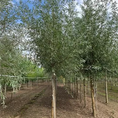 Sol Baum 4xv mDb 150-200 x 400-500 25- 30 - Silberweide - Salix alba - Collection