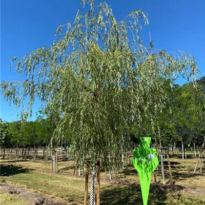 Sol Baum 4xv mDb Krbr. 200-300 25- 30 - Trauerweide - Salix alba 'Tristis' - Collection