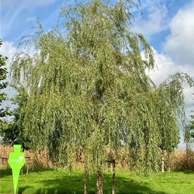 Sol Baum 6xv mDb Krbr. 400-600 50- 60 - Trauerweide - Salix alba 'Tristis' - Collection