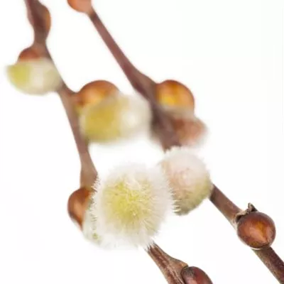 C 3 40- 60 - Salweide - Salix caprea - Collection