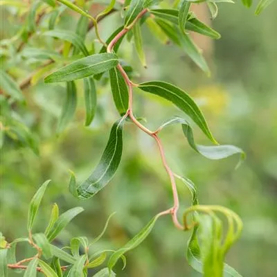 C 3 40- 60 - Lockenweide - Salix 'Erythroflexuosa' - Collection