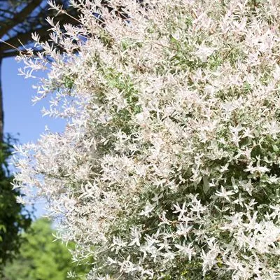 C 3 30- 40 - Zierweide 'Hakuro Nishiki' - Salix integra 'Hakuro Nishiki' - Collection