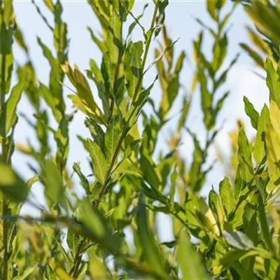 C 3 30- 40 - Kugelweide - Salix purpurea 'Nana' - Collection