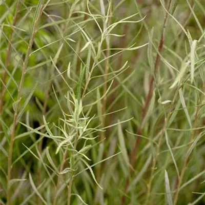 C 3 30- 40 - Rosmarinweide - Salix rosmarinifolia - Collection