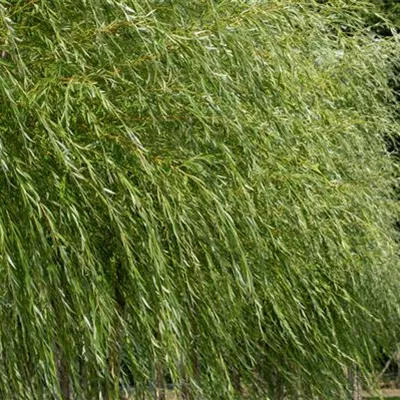 C 3 40- 60 - Korbweide - Salix viminalis - Collection