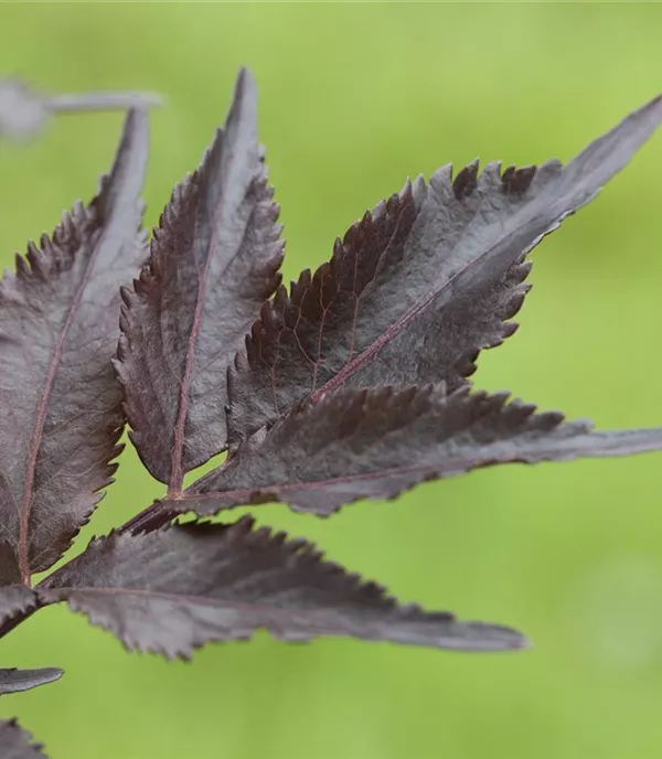 Sambucus nigra 'Black Beauty' -R- - Collection