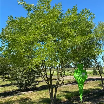 Sol Baum mehrst 6xv mDb 200-300 x 400- 500 - Schnurbaum 'Regent' - Sophora japonica 'Regent' - Collection