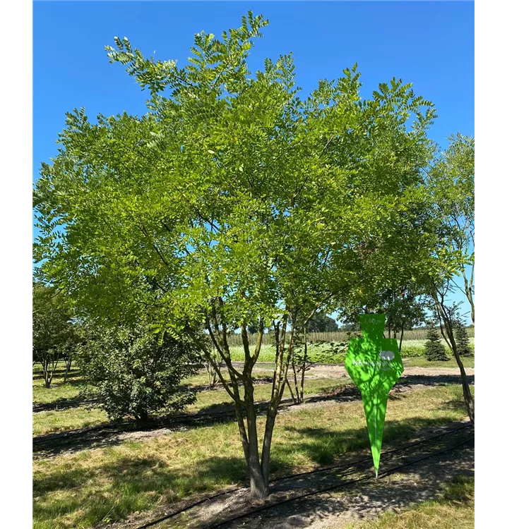 Schnurbaum 'Regent' - Sophora japonica 'Regent' - Collection