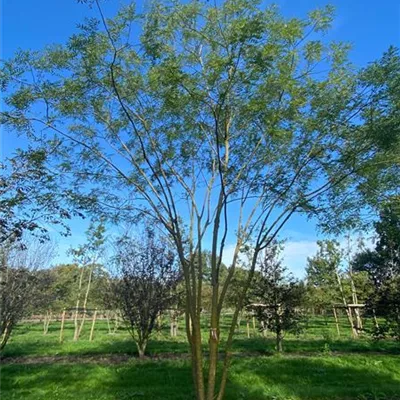 Sol Baum mehrst 7xv mDb 300-400 x 600- 700 - Schnurbaum 'Regent' - Sophora japonica 'Regent' - Collection